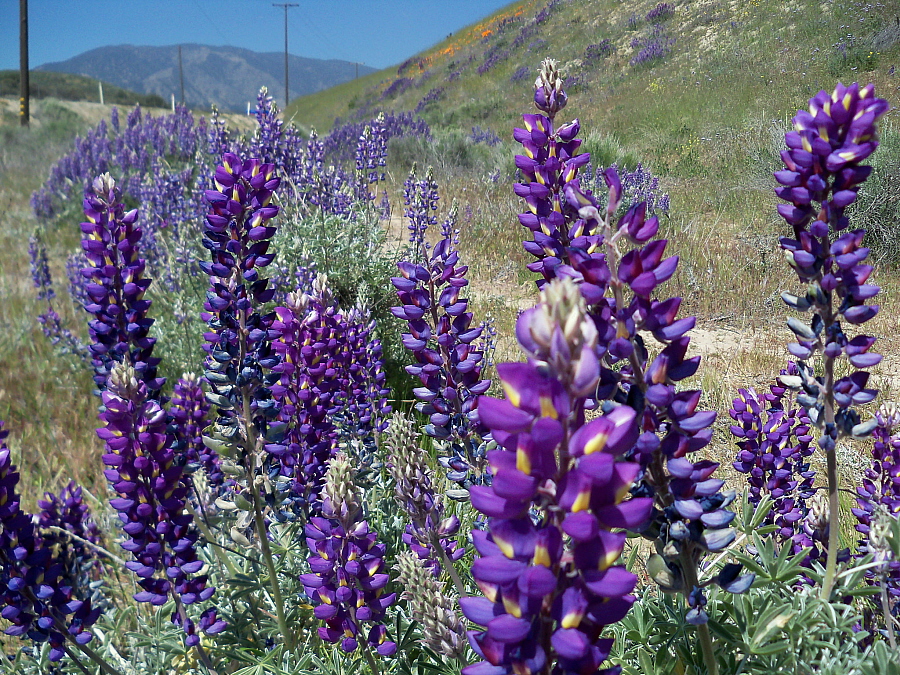 April 19, 2010: Lupine