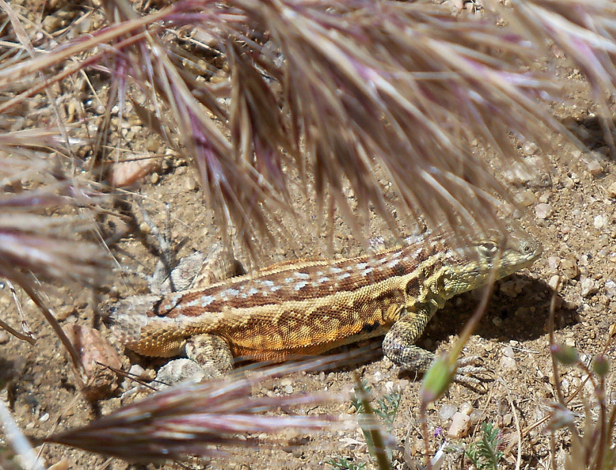 Common Side-blotched Lizard, Click for more Info