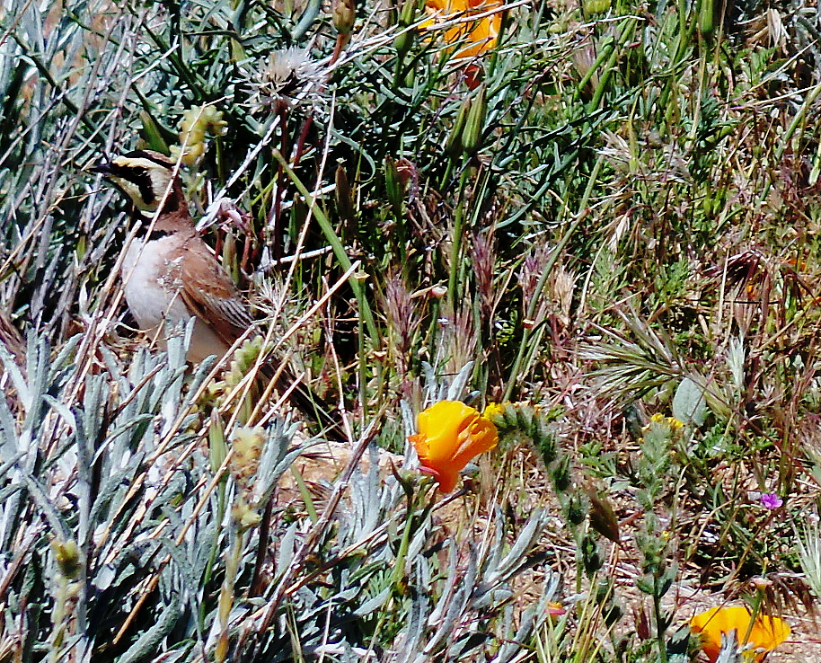Horned Lark, Click for more Info