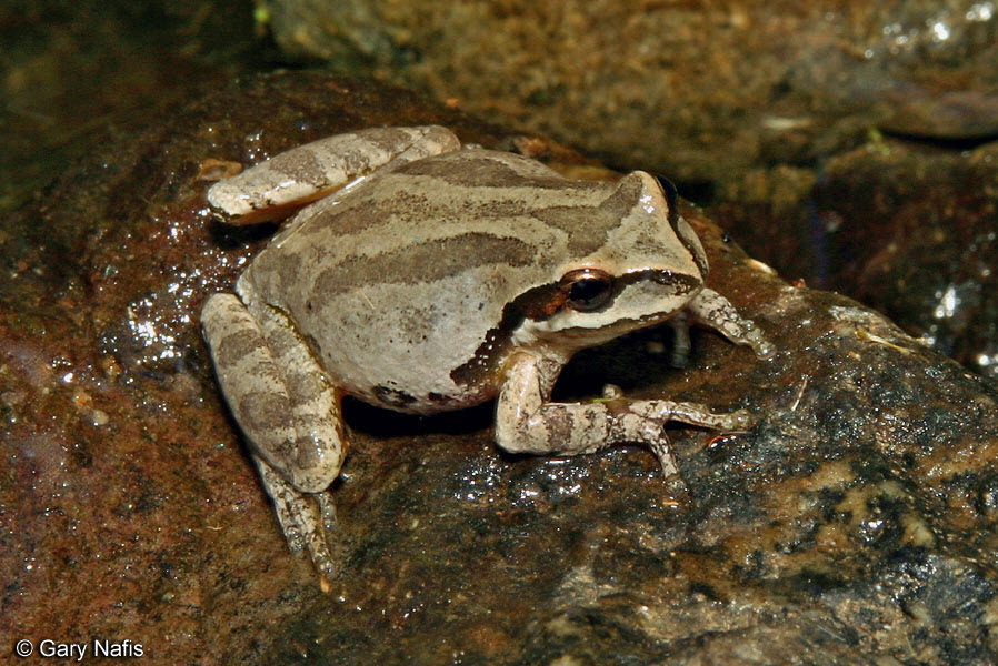 Baja California Treefrog, Click for detailed Info