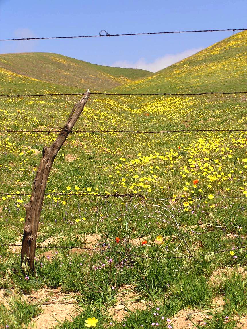May 2005 - Gorman Hills