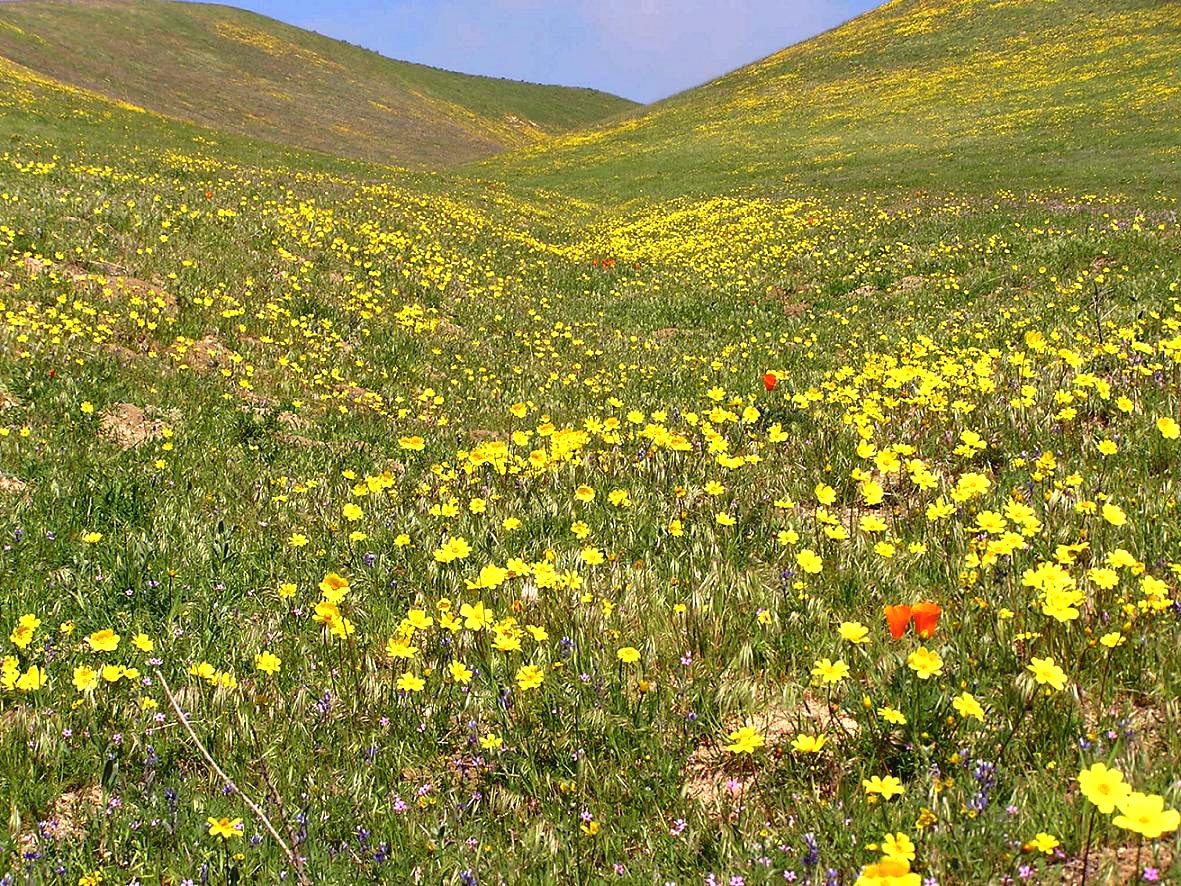May 2005 - Gorman Hills