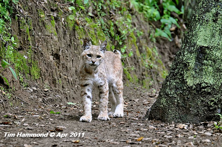 CA  Bobcat, Click for detailed Info