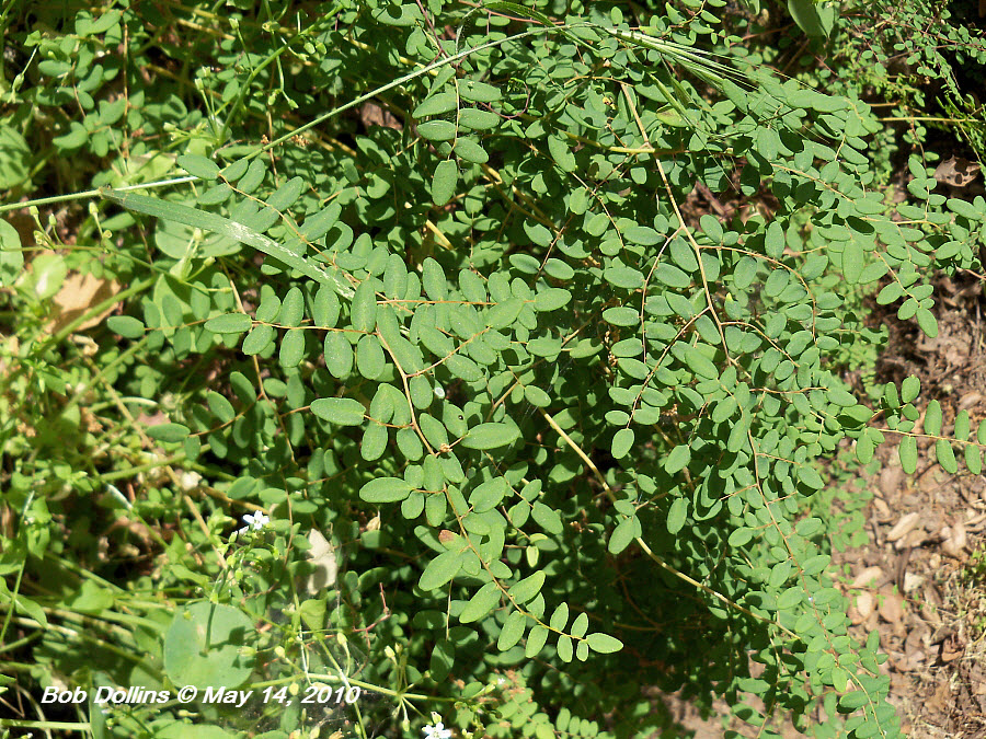 Monrovia Canyon Park Coffee Fern