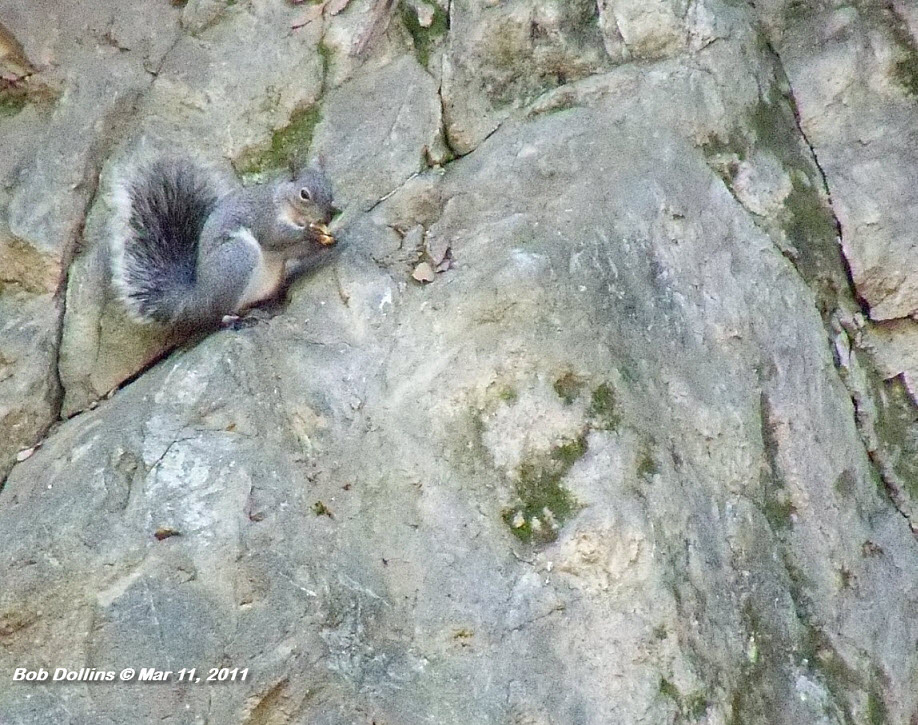 Western Gray Squirrel, Click for detailed Info
