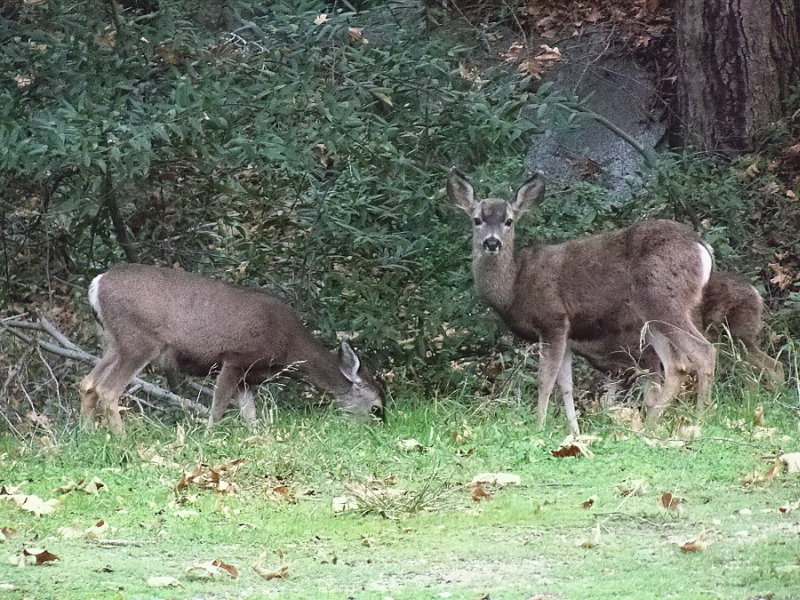 January 2010: California Mule Deer, Trask Scout Reservation