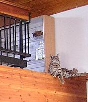 Nature Center Display