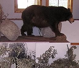 Nature Center Display