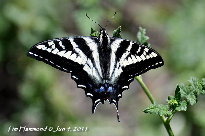 Pale Swallowtail Butterfly, Click for detailed Info