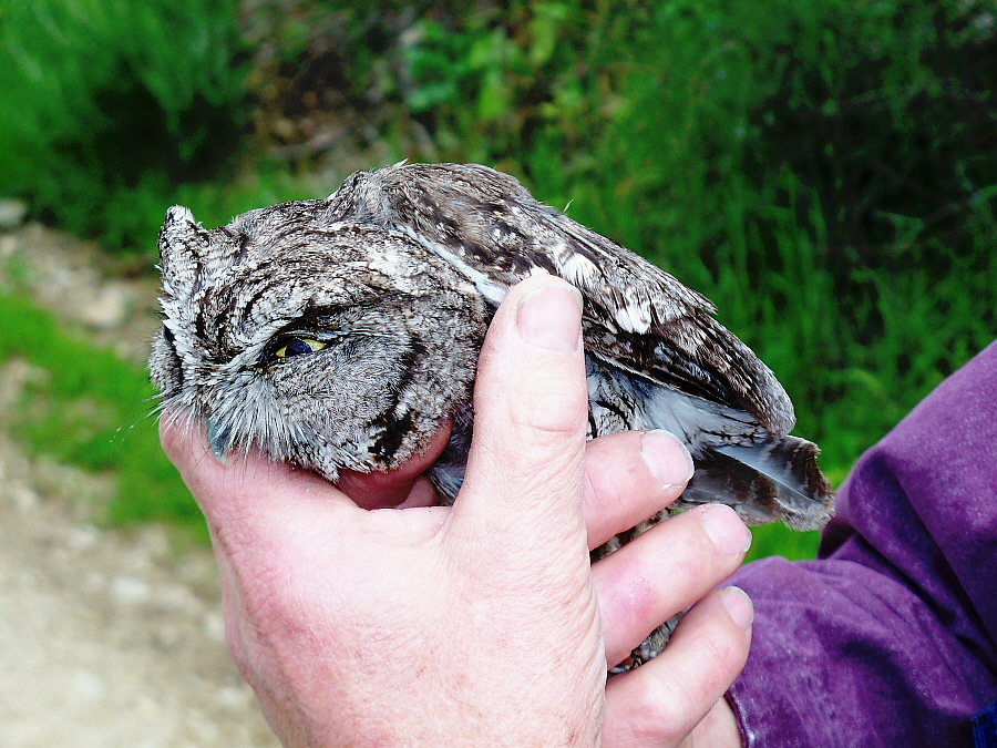 March 2010: Screech Owl, Click for detailed Info