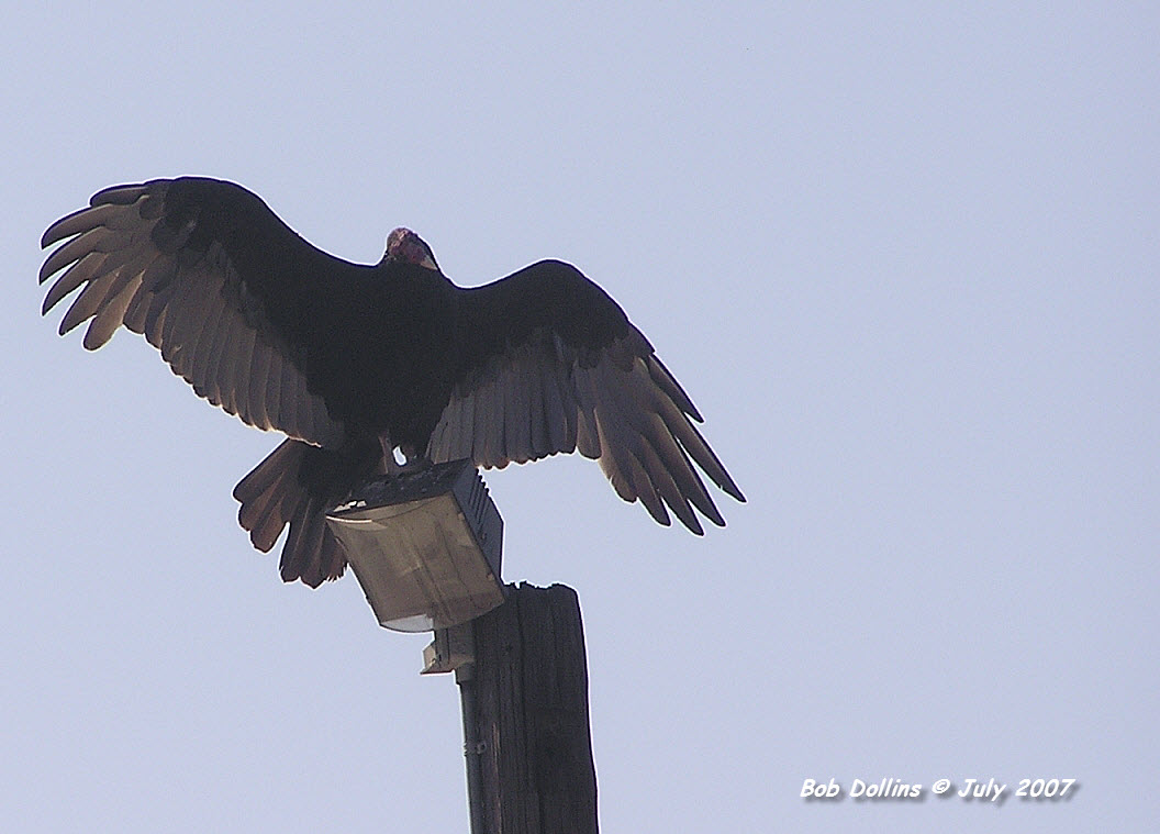 Turkey Vulture, Click for detailed Info