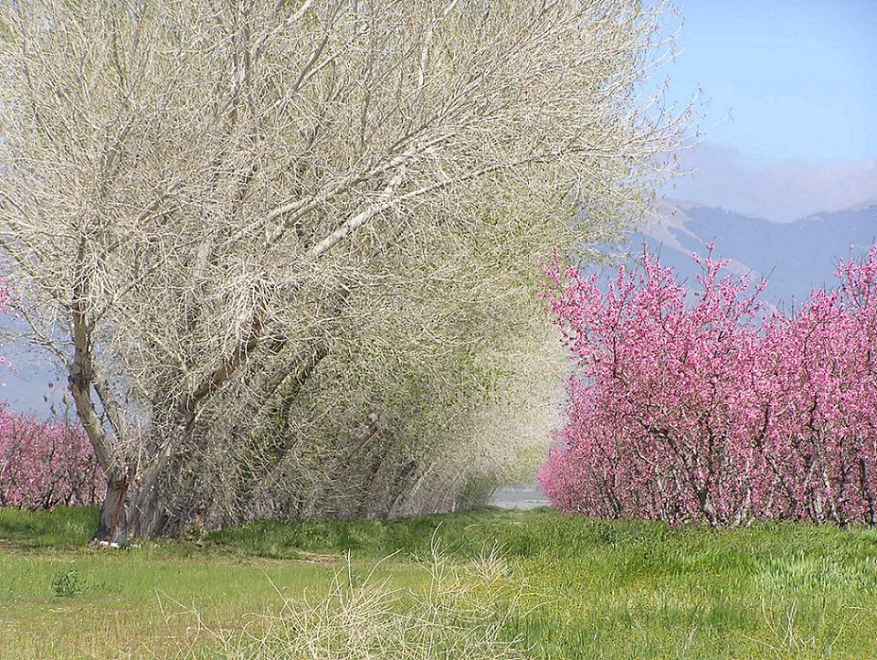 May 2005 - Antelope Valley Cherry Orchard Blossoms