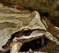 Baja CA Treefrog, click for more details
