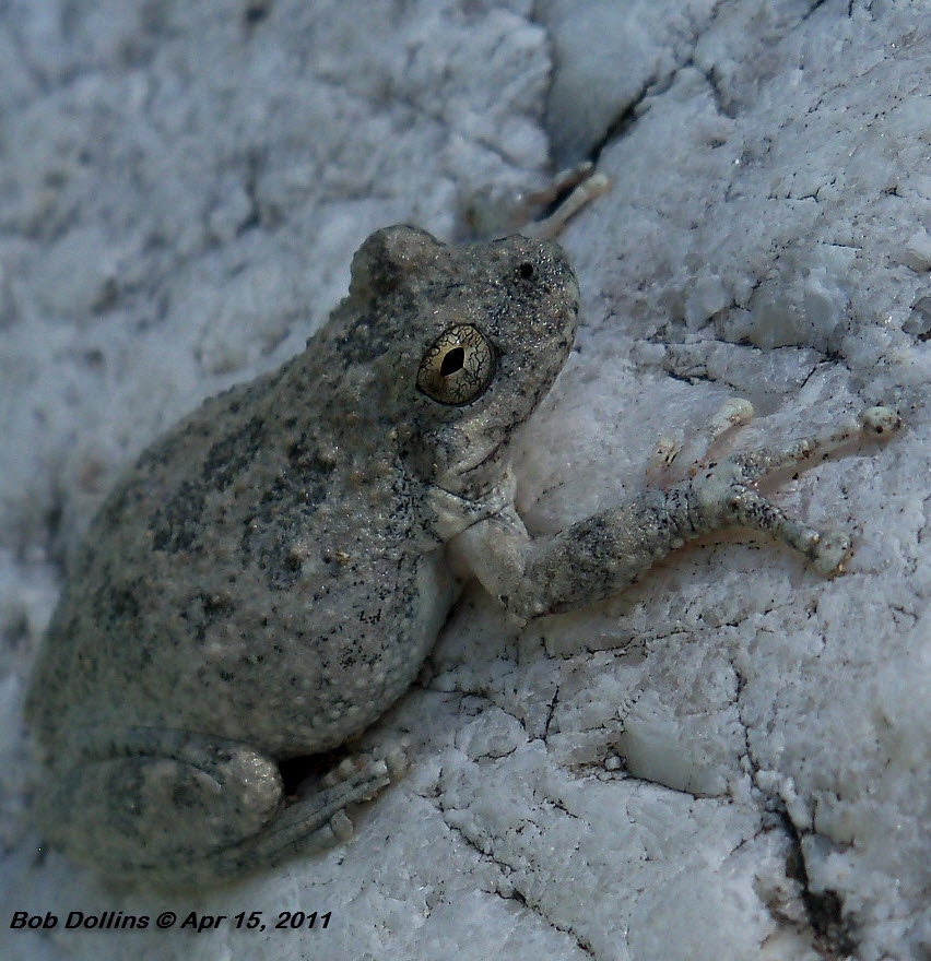 California Treefrog, Click for detailed Info