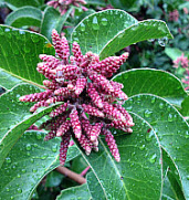 Sugarbush, click for more details