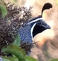 California Quail, click for more details