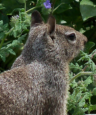 CA Ground Squirrel, click for more details