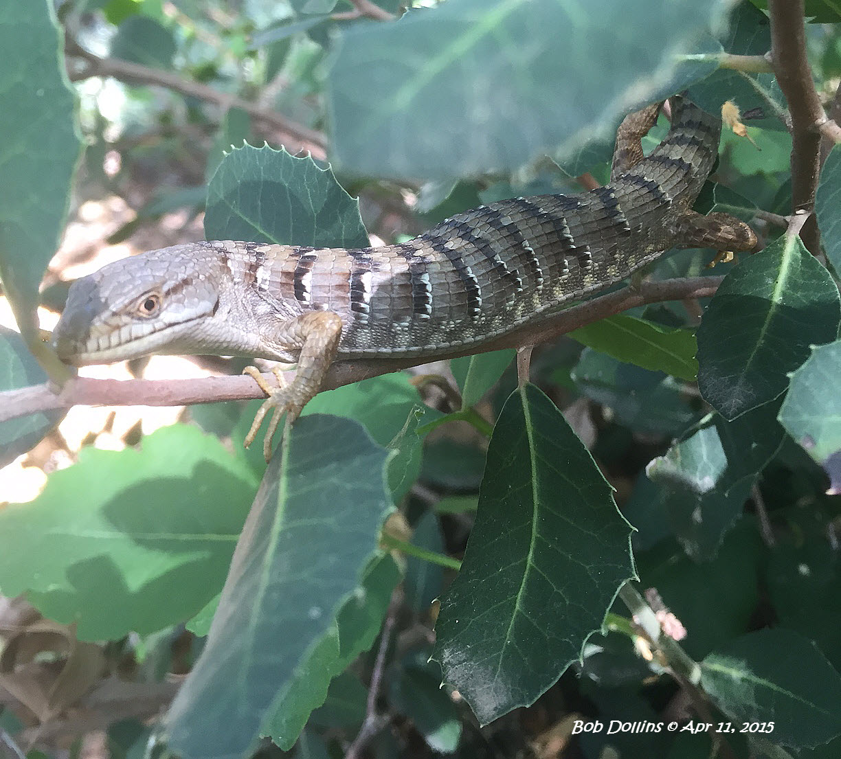 San Diego Alligator Lizard