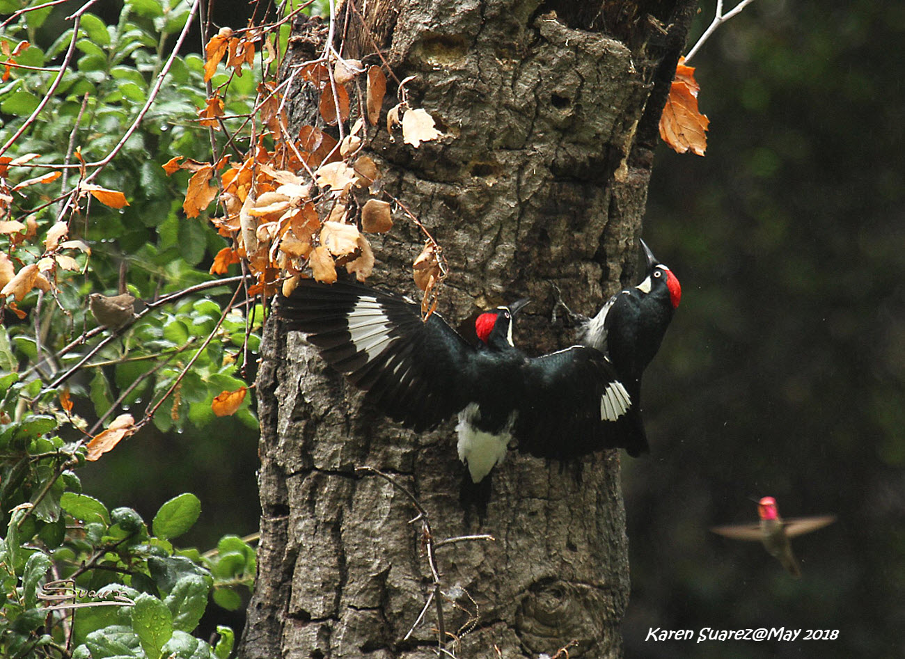 CA  Acorn Woodpeckers, Click for detailed Info
