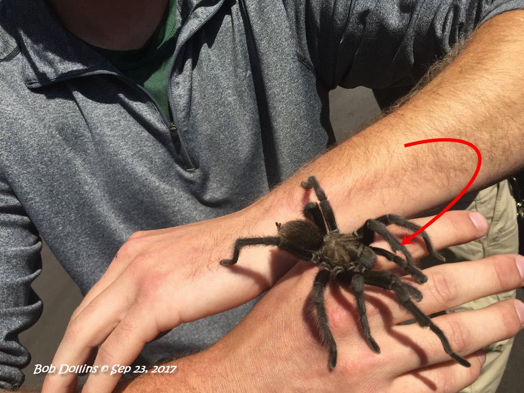 Steindachner's Ebony Tarantula, Click for detailed Info