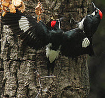 Acorn Woodpeckers, click for more details