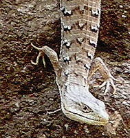 San Diego Alligator Lizard, click for more details