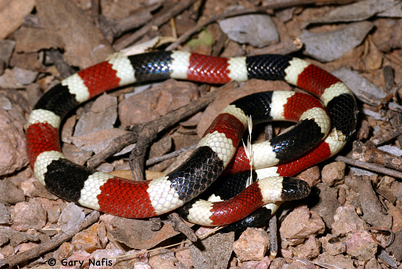 Arizona Coral Snake, Click for detailed Info