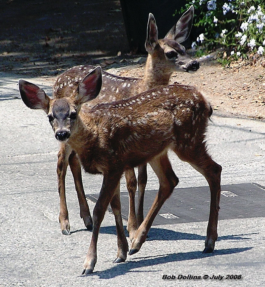 Mule Deer Fawns
