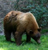 Black Bear, click for more details