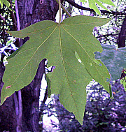 Big Leaf Maple, click for more details