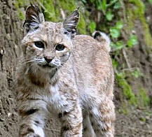 California Bobcat, click for more details