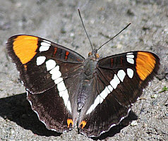 California Sister Butterfly, click for more details