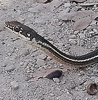 Calif. Striped Racer, click for more details