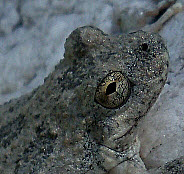 California Treefrog, click for more details