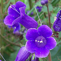 Wild Cantebury Bells, click for more details