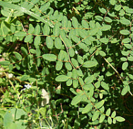 Coffee Fern, click for more details