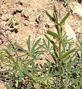 Collared Lupine, click for more details