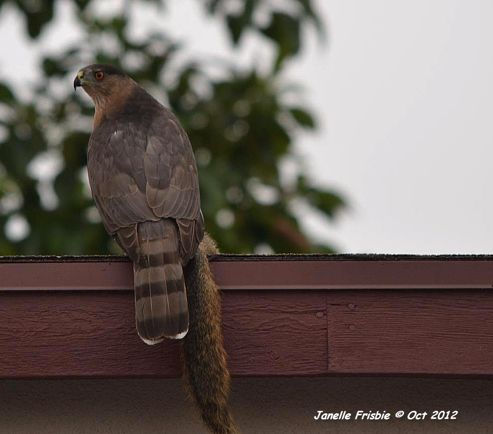 Cooper's Hawk, Click for detailed Info