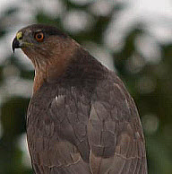Cooper's Hawk, click for more details