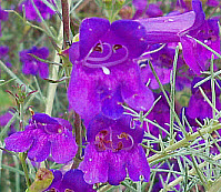 Showy Penstemon, click for more details