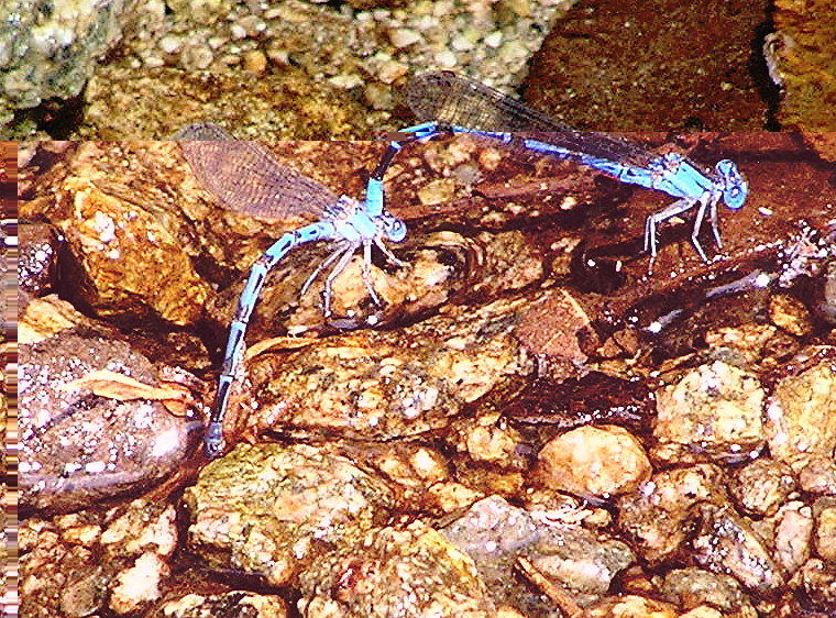 Mating Damselflies (male in front), Click for detailed Info