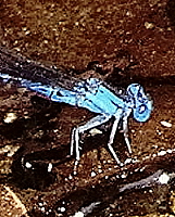 Damselfly, click for more details