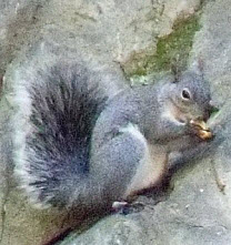 Western Gray Squirrel, click for more details