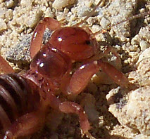 Jerusalem Cricket, click for more details