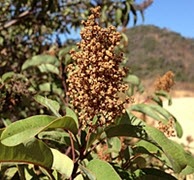 Laurel Sumac, click for more details