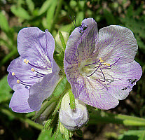Large Flowered Phacelia, click for more details