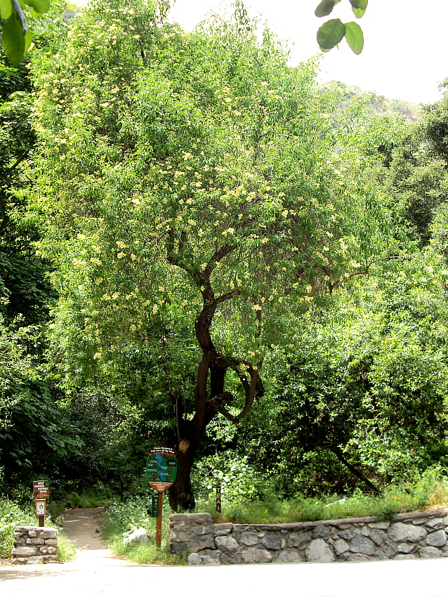 Mexican Elderberry, Click for more info
