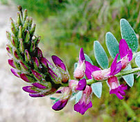 Braunton's Milkvetch, click for more details