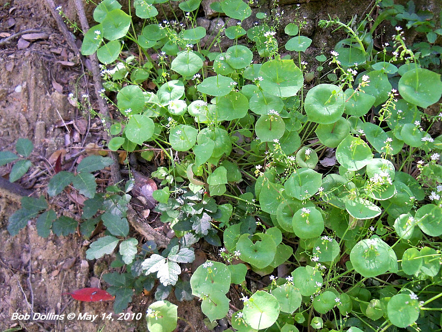 Miner's Lettuce