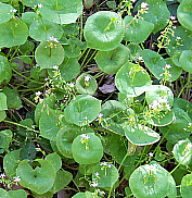 Miner's Lettuce, click for more details